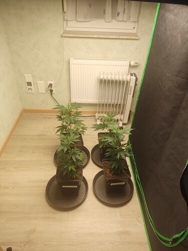 Growreport Bild 1