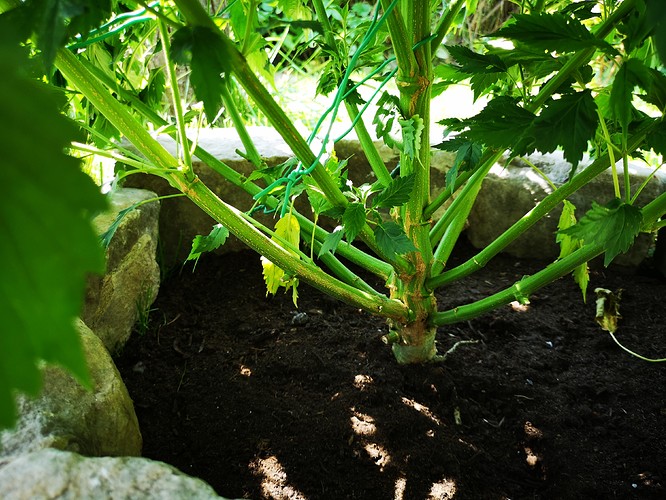 Growreport Bild 5