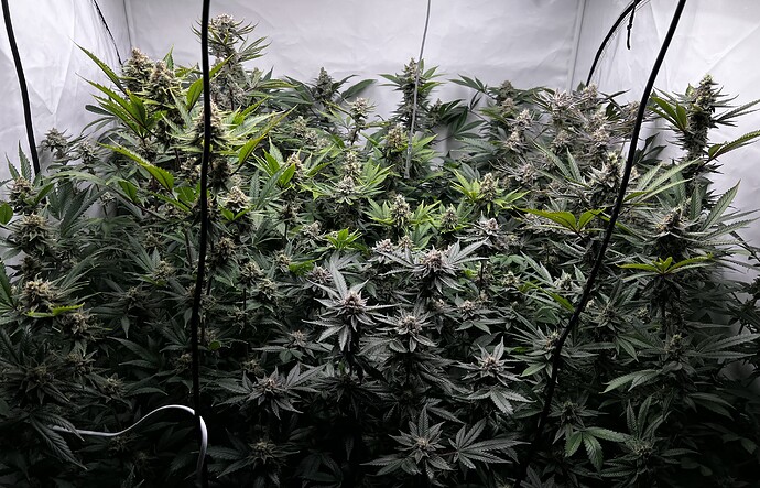 Growreport Bild 7