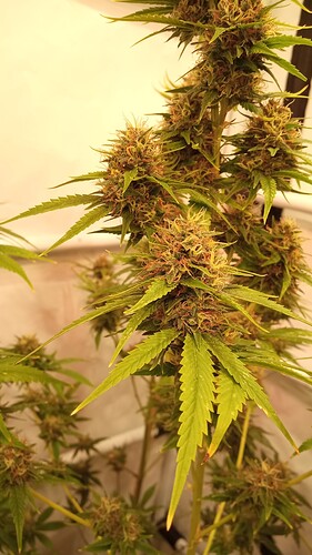 Growreport Bild 21