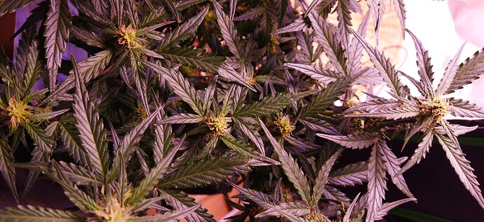 Growreport Bild 74