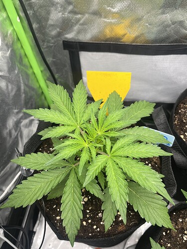 Growreport Bild 48