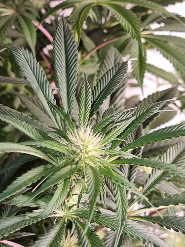 Growreport Bild 7