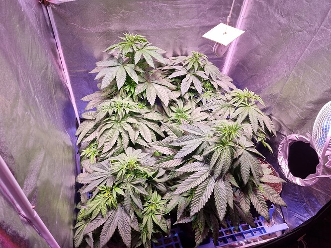 Growreport Bild 43