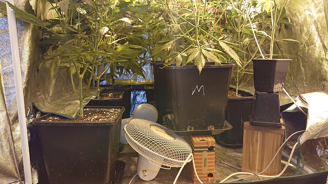 Growreport Bild 1