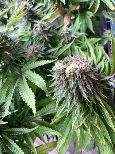 Growreport Bild 3