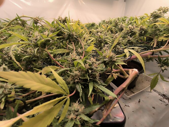 Growreport Bild 12
