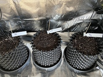 Growreport Bild 8