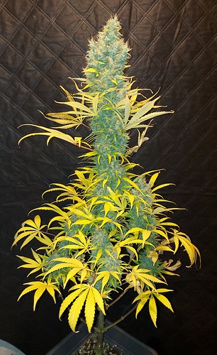 Growreport Bild 9