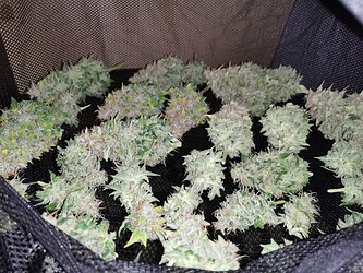 Growreport Bild 12