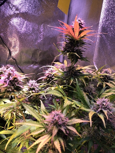Growreport Bild 2