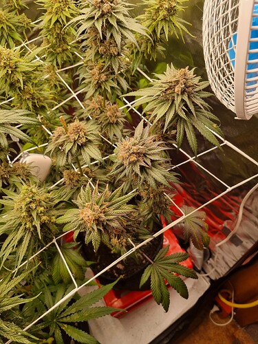 Growreport Bild 38