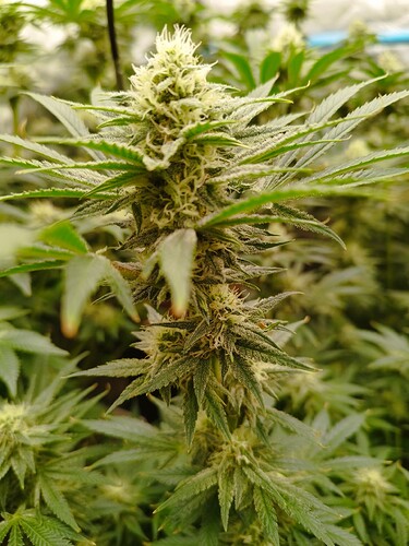 Growreport Bild 12