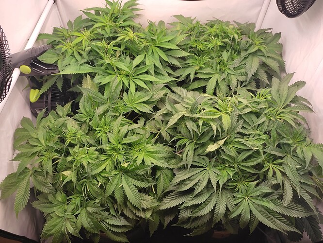 Growreport Bild 4
