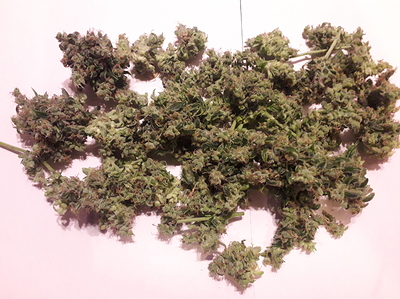 Growreport Bild 1