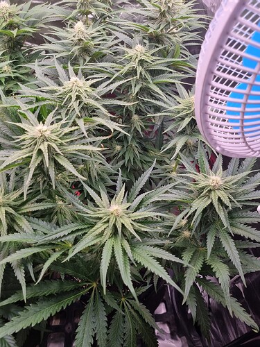 Growreport Bild 6