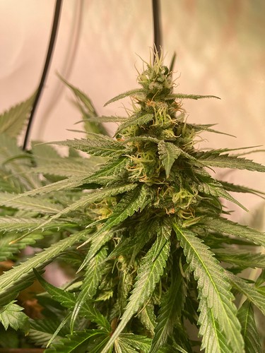 Growreport Bild 5