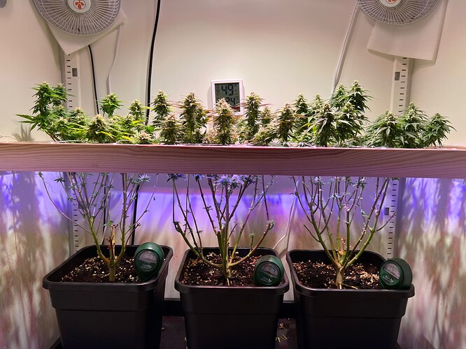 Growreport Bild 2