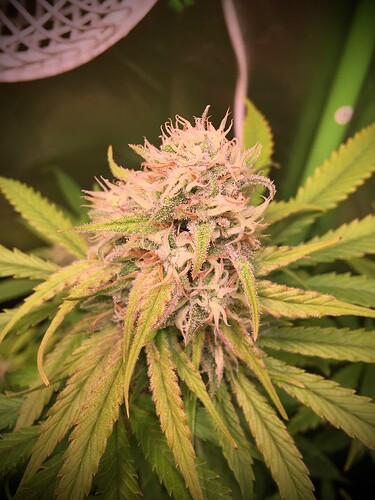 Growreport Bild 9