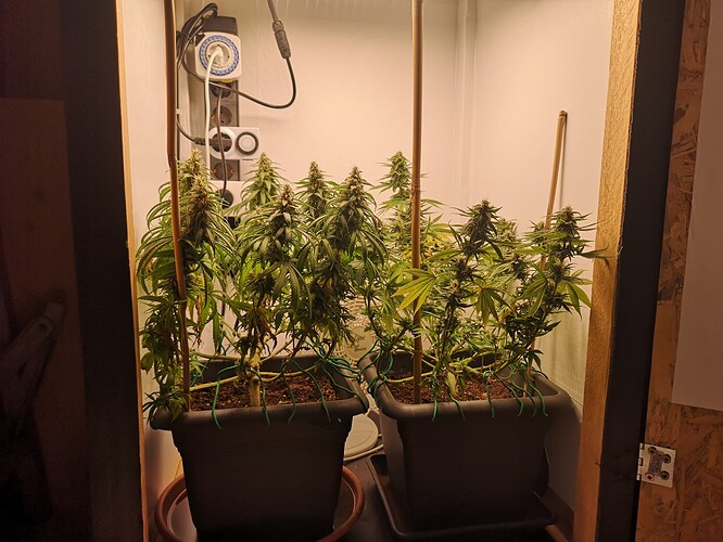 Growreport Bild 3