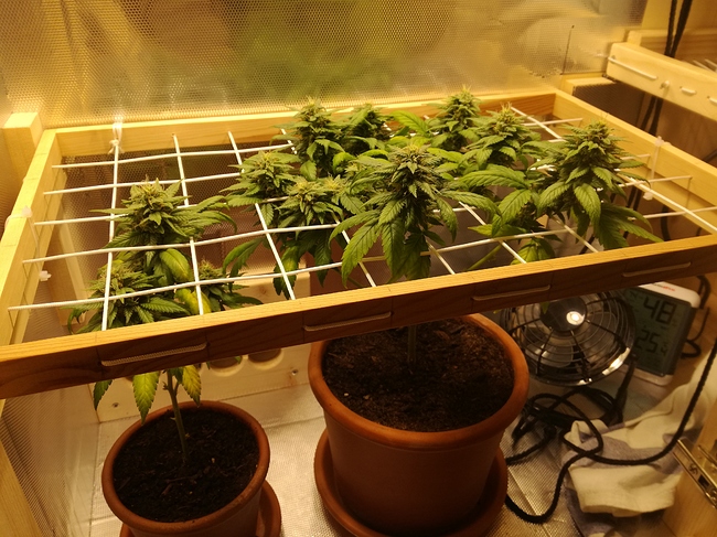 IMG_20200703_153654_1