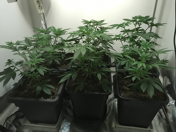 Growreport Bild 18