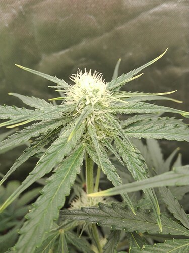 Growreport Bild 11