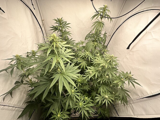 Growreport Bild 1