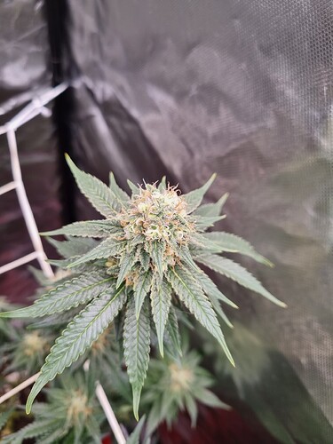 Growreport Bild 12