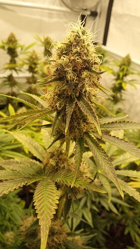 Growreport Bild 7