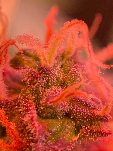 Growreport Bild 35