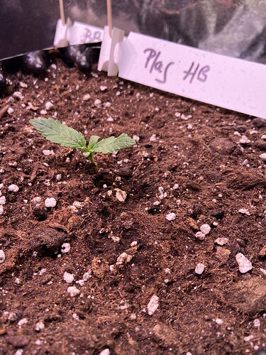 Growreport Bild 18