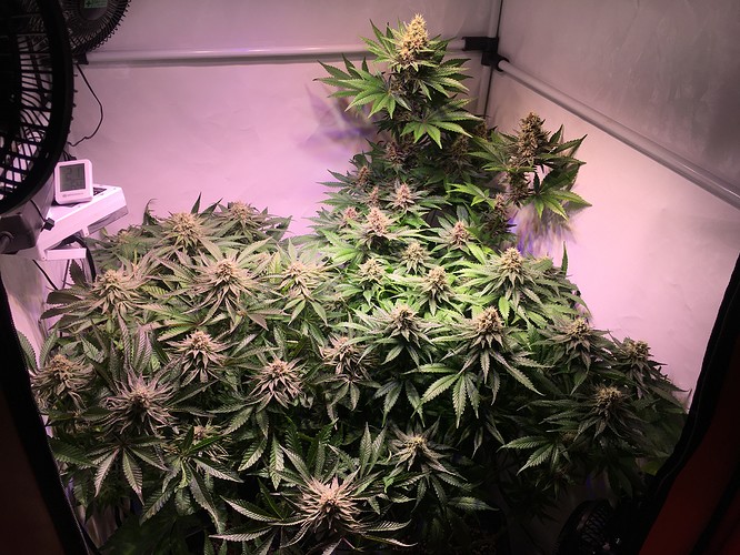 Growreport Bild 3
