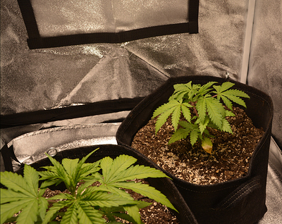Growreport Bild 2