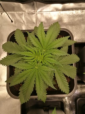 Growreport Bild 21