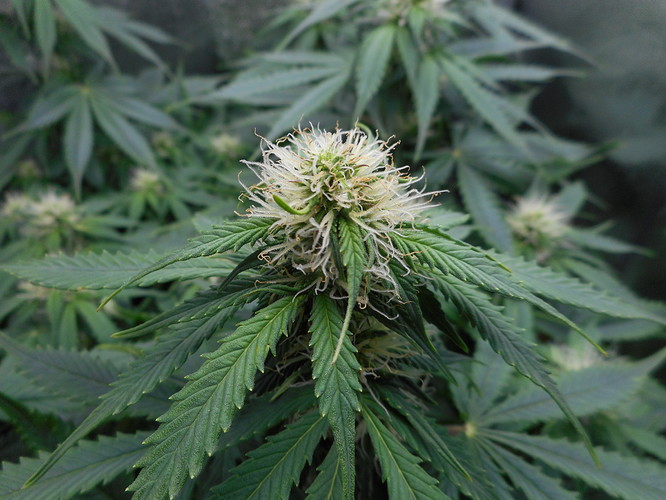Growreport Bild 2
