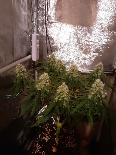 Growreport Bild 167