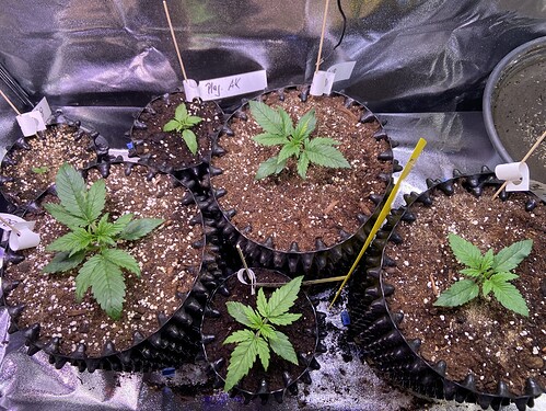 Growreport Bild 1