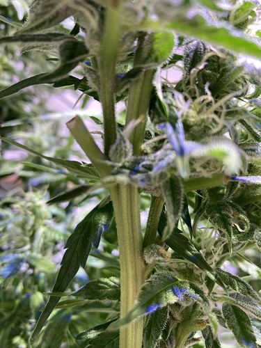 Growreport Bild 9
