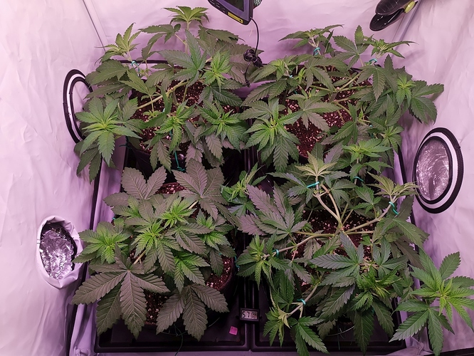 Growreport Bild 2