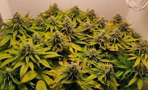Growreport Bild 1