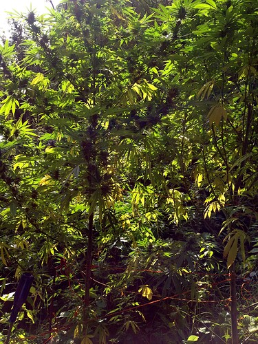 Growreport Bild 3