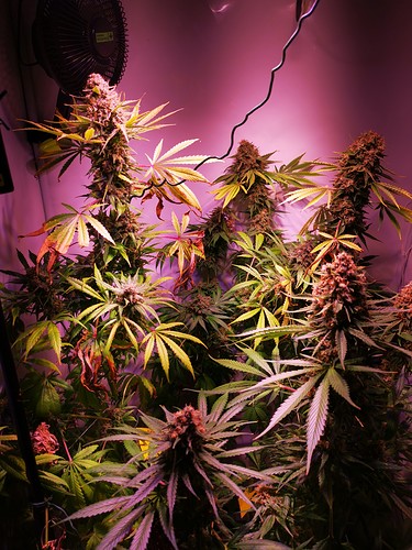 Growreport Bild 5