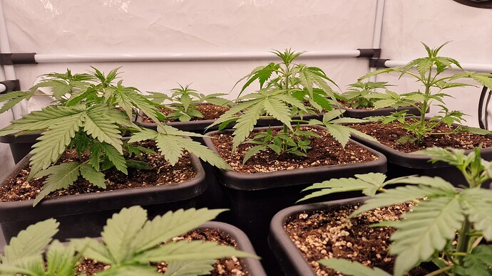 Growreport Bild 6