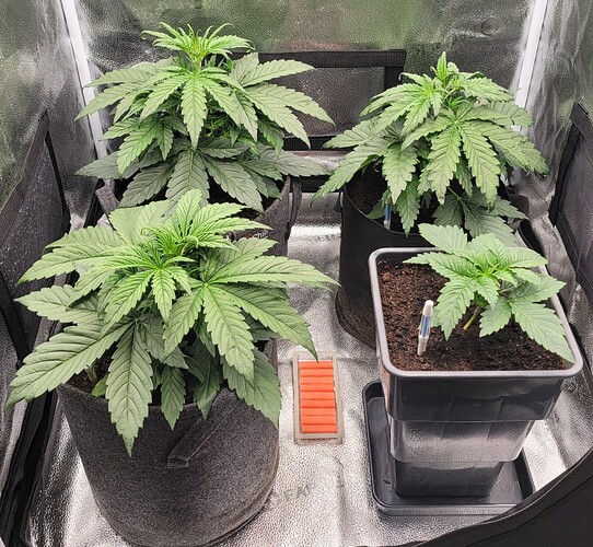 Growreport Bild 183