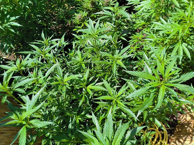 Growreport Bild 3
