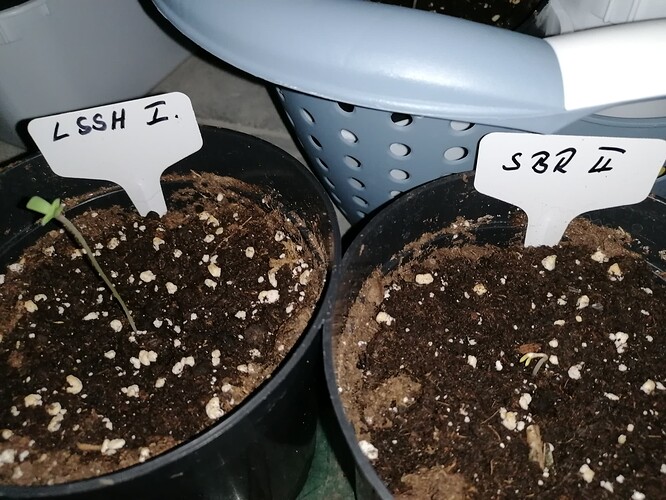 Growreport Bild 13