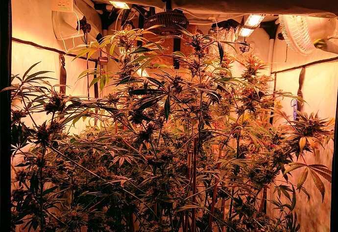 Growreport Bild 1