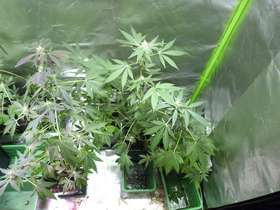 Growreport Bild 5