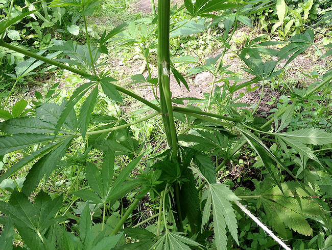 Growreport Bild 8